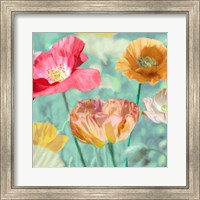 Poppies in Bloom II Fine Art Print