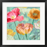 Poppies in Bloom II Framed Print