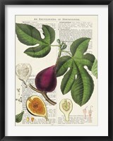 Fruits de Saison, Figues Fine Art Print