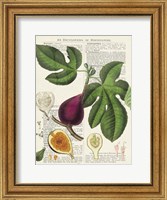 Fruits de Saison, Figues Fine Art Print