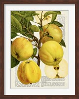 Fruits de Saison, Pommes Fine Art Print