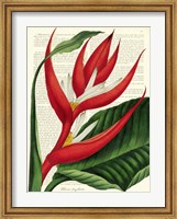 Vintage Botany I Fine Art Print
