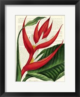 Vintage Botany I Framed Print