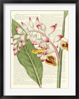 Vintage Botany II Fine Art Print