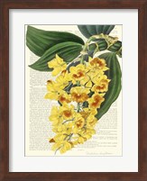 Vintage Botany III Fine Art Print