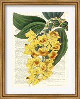 Vintage Botany III Fine Art Print