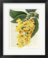 Vintage Botany III Framed Print