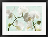 Celadon Orchids Fine Art Print