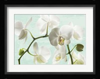 Celadon Orchids Fine Art Print