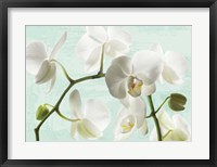 Celadon Orchids Fine Art Print