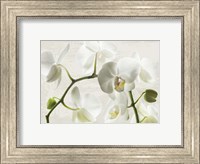 Ivory Orchids Fine Art Print