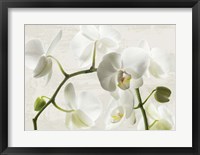 Ivory Orchids Fine Art Print