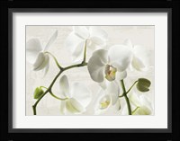 Ivory Orchids Fine Art Print