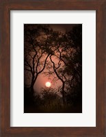 Okavango Delta, Botswana Sunset Behind Tall Trees Fine Art Print