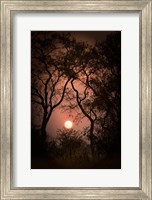 Okavango Delta, Botswana Sunset Behind Tall Trees Fine Art Print