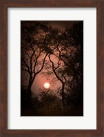 Okavango Delta, Botswana Sunset Behind Tall Trees Fine Art Print