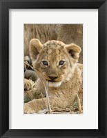 Okavango Delta, Botswana A Close-Up Of A Lion Cub Fine Art Print