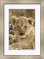 Okavango Delta, Botswana A Close-Up Of A Lion Cub Fine Art Print