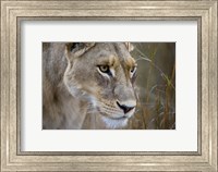 Okavango Delta, Botswana Close-Up Of A Female Lion Fine Art Print