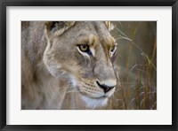 Okavango Delta, Botswana Close-Up Of A Female Lion Fine Art Print
