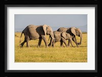 Africa, Kenya, Amboseli National Park, Elephant Fine Art Print