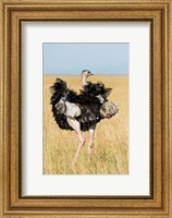 Kenya, Maasai Mara. Masai Ostrich Fine Art Print