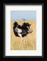 Kenya, Maasai Mara. Masai Ostrich Fine Art Print