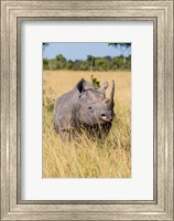 Kenya, Maasai Mara National Reserve, Black Rhinoceros Fine Art Print