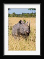 Kenya, Maasai Mara National Reserve, Black Rhinoceros Fine Art Print