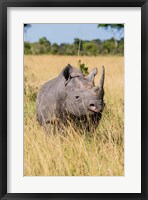 Kenya, Maasai Mara National Reserve, Black Rhinoceros Fine Art Print