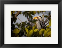 Etosha National Park, Namibia, Yellow-Billed Hornbill Perched In A Tree Fine Art Print