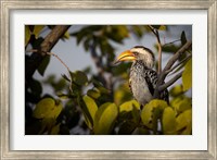 Etosha National Park, Namibia, Yellow-Billed Hornbill Perched In A Tree Fine Art Print