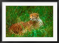 Cheetah Lying In Grass On The Serengeti Fine Art Print