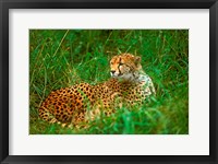 Cheetah Lying In Grass On The Serengeti Fine Art Print