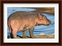 Reddish Very Young Hippo Stands On Shoreline Of Lake Ndutu Fine Art Print