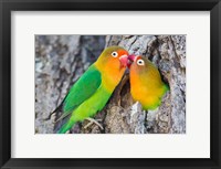 Two Fischer's Lovebirds Nuzzle Each Other, Tanzania Framed Print
