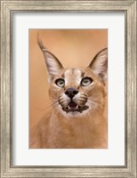 Livingstone, Zambia Portrait Of A Caracal Fine Art Print