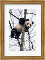 China, Chengdu Panda Base Baby Giant Panda In Tree Fine Art Print