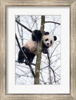 China, Chengdu Panda Base Baby Giant Panda In Tree Fine Art Print
