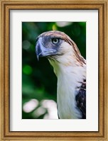 Philippine Eagle Fine Art Print