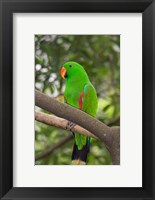 Singapore Colorful Green Parrot Fine Art Print