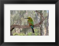 Australia, Alice Springs Alice Springs Desert Park Rainbow Bee-Eater Fine Art Print