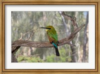 Australia, Alice Springs Alice Springs Desert Park Rainbow Bee-Eater Fine Art Print