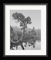 Australia, Tasmania, Cradle Mountain National Park Wombat Pool Fine Art Print