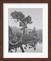 Australia, Tasmania, Cradle Mountain National Park Wombat Pool Fine Art Print