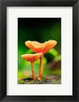 Bright Orange Mushrooms, Queensland Rainforest At Babinda, Australia Fine Art Print