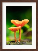 Bright Orange Mushrooms, Queensland Rainforest At Babinda, Australia Fine Art Print