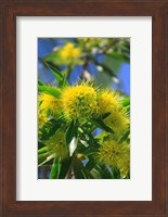 A Bright Yellow Wattle Tree In Suburban Cairns, Queensland, Australia Fine Art Print