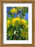 A Bright Yellow Wattle Tree In Suburban Cairns, Queensland, Australia Fine Art Print