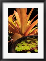 A Potted Plant, Cairns Botanic Gardens, Queensland, Australia Fine Art Print
